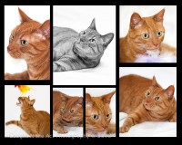 /album/specialty-item-samples/a-lilly21-jpg1/